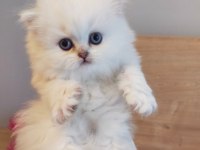 Scottish straight longhair pamuk bebek