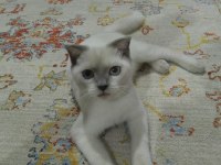 Scottish fold 6 aylık yavru kedimiz