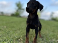 Doberman yavruları yeni yuvalarına gitmeye hazırlat