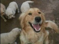 Golden retriever yavrular