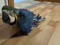 Orman bakanlığı belgeli yavru evcil sarı macaw papağanı