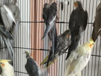 Damızlık tecrübeli sultan papağanı