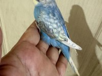 Son bir haftada yeme düşen çekoslovak bebek kuşlar