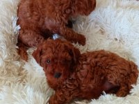 Toy poodle yavrularımız ruhsatlı çiftliğimizden