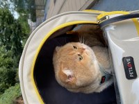Scottish fold 3.5 yaşında