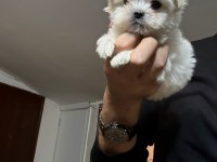 PAMUK BEBEK MALTESE