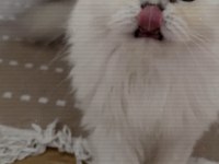 Bembeyaz Scottish Fold