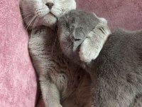 Erkek scottish fold kedimi sahiplendireceğim