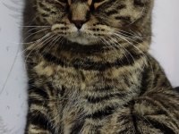 Kısır çipli scottish fold erkek kedime yeni yuva arıyoruz