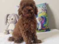 Rengarenk poodle Minnoşlar sizlerin olmaya hazır