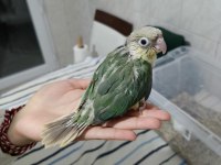 Cıvıl cıvıl rengarenk uysal bebek kuşlar için ulaşın