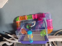 Hamster kafesi