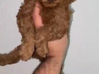 Toy poodle yavrular ırk sağlık garantili