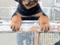 A Şecereli Rottweiler Yavrular