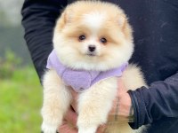 Pomeranian Teddy Face Yavru Köpekler