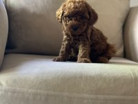 KIVIR KIVIR TOY POODLE DÜNYASI