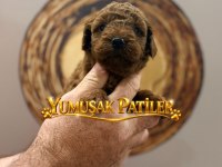 Toy Poodle Yavrumuz