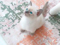 Blue point british shorthair bebekler
