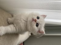 British shorthair silver point