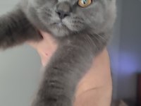 Ücretsiz 4 aylık british shorthair