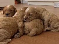 Cavapoo yavrular dişi ve erkek