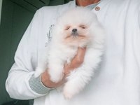 Orijinal Pomeranian Boo Köpeği
