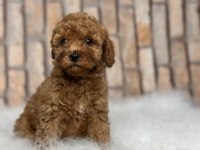 İstanbul köpek çiftliği her boy Toy POODLE Yavrular
