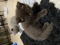 Kahve erkek british longhair