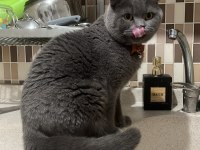 Ücretsiz sahiplendirme 2 yaşında scottish fold
