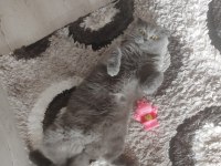 Ücretsiz scottish fold dişi