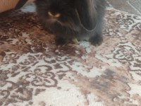 Hollanda lop tavşanlar