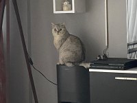 KISIR SAĞLIKLI VE MERAKLI İYİ BAKABİLİCEK BRİTİSH KİŞİLER