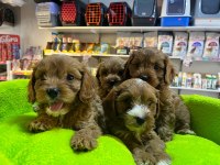 Orjinal Hipoalerjenik Teacup Maltipoo