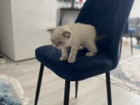 British shorthair gri maskeli