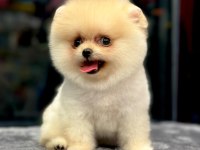 MİNİK POMERANİAN YAVRUMUZ LENA