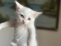 British shorthair yavrularım yuvalarına gitmeye hazırlar