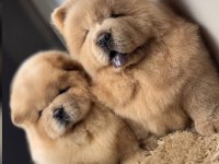 Çin aslanı köpekler sağlık ve ırk garantili teslim