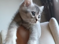 Yakışıklı mı yakışıklı british shorthair bebişlere yuva