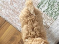 2 aylık poodle herkül