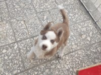 SAFKAN SİBİRYA KURTLAR