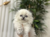 SCOTTISH FOLD LONGHAIR YAVRULARIMIZ