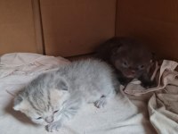 21 Nisan Doğumlu British Shorthair Yavru Kediler