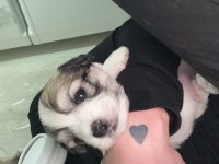Sahiplendirilecek köpeklerimiz