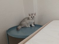 Yeni yuvasına gitmeye hazır bir küçük prens kedimiz