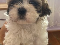 Muhteşem güzellikteki shih tzu yavrular 