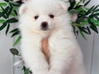 Babby Pomeranians