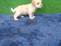MUHTEŞEM MALTİPOO MİNİKLER