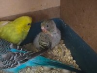 25 günlük civarı iri boy yavru muhabbet kuşları