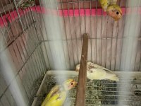 3 adet yavru papağanımız