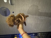 Evde büyüyen tuvalet eğitimli poodle yavrular